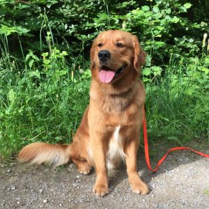Dylan (m) am 27.05.2018