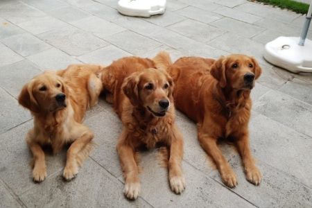 Joya, Amira und Aileen