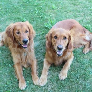 Benny (m) und&nbsp;Athos (Basco, m) am 20.06.2018