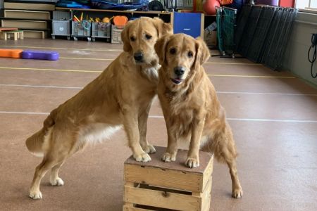 Fly und Aileen am 27.01.2020 in der Trainingshalle in Wohlen