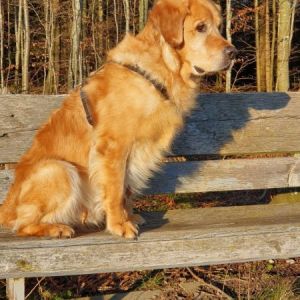 Nanouk (Aron Golden Harmony vom Rebh&uuml;gel) am 05.03.2020