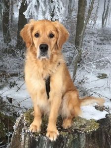 Nanouk (Aron Golden Harmony vom Rebh&uuml;gel) am 05.03.2020