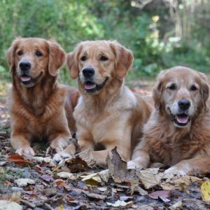 Aileen, Fly und&nbsp;Amira auf dem Zugerberg im Oktober 2019