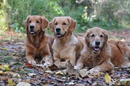 Aileen, Fly und&nbsp;Amira auf dem Zugerberg im Oktober 2019