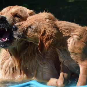 Badeplausch Tango und Hope am&nbsp;31.07.2020