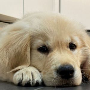 Ginger (m) am 09.01.2020