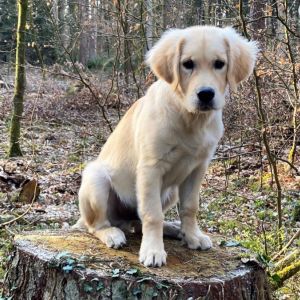 Ginger (m) am 25.03.2020