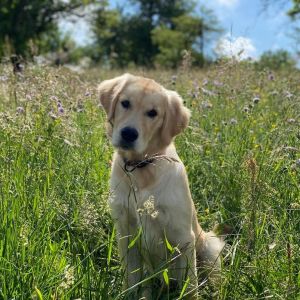 Ginger (m) am 10.05.2020