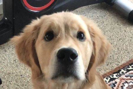 Maro (Gray, m) am 13.04.2020