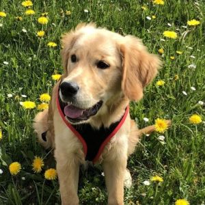 Maro (Gray, m) am 21.04.2020