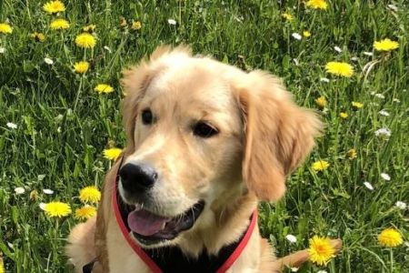 Maro (Gray, m) am 21.04.2020