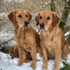 Hope und Fly am 19.01.2021