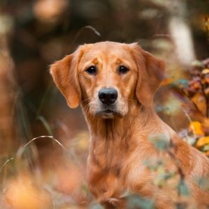 Hope beim Fotoshooting mit Rahel Keller am 08.11.2020