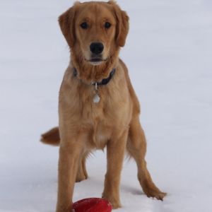 Simba (Heaven) im Januar 2021