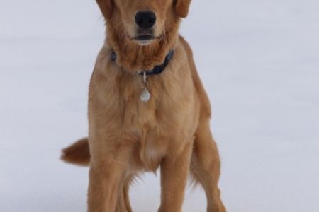 Simba (Heaven) im Januar 2021