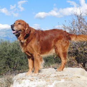 Cheyenne (Avalon Golden Harmony vom Rebh&uuml;gel) am 02.01.2022 auf Kreta