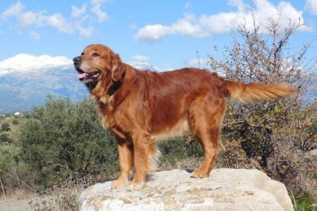 Cheyenne (Avalon Golden Harmony vom Rebh&uuml;gel) am 02.01.2022 auf Kreta