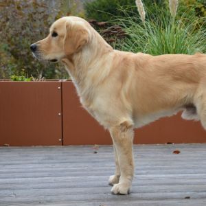 Ginger (m) am 13.11.2021