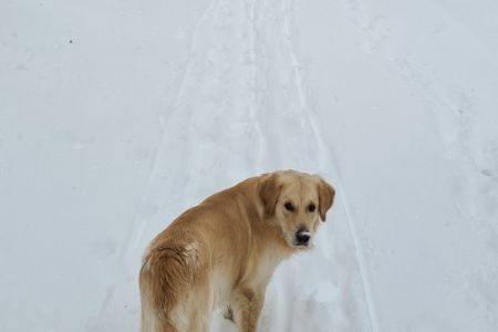 Gismo (m) am 16.01.2021