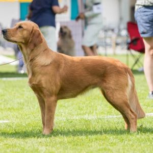 Hope am 15. August 2021 an der RCS Clubshow in Burgdorf