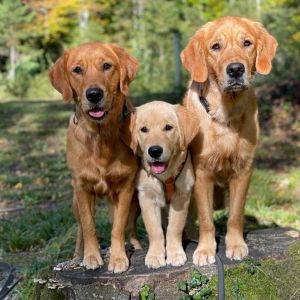 Hope, Nayla und Fly am 24. Oktober 2021