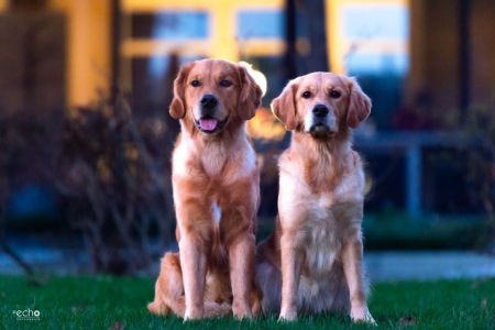 Geschwistertreffen von Marley (Gadi) und Nala (Gaya) am 28.02.2022