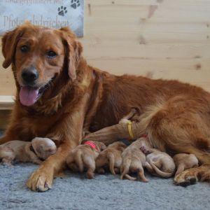 Ajka mit ihren 7 Welpen (M-Wurf)